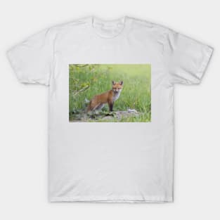 Red fox kit T-Shirt